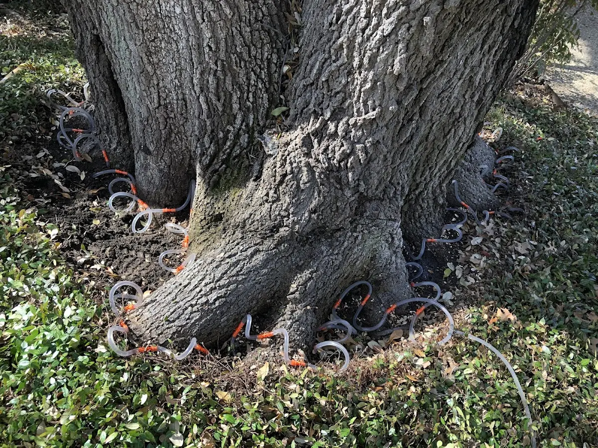 Detailed Tree Cabling and Bracing job site in Autaugaville