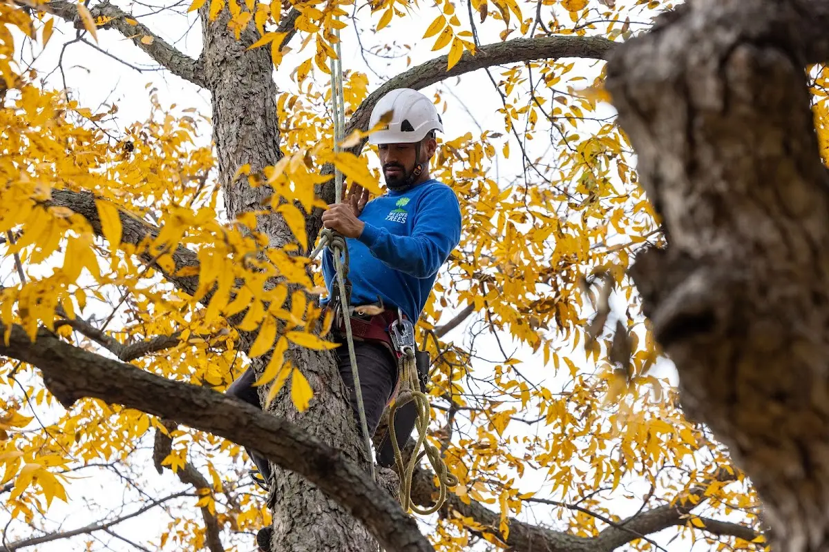 Skilled Tree Planing crew working in Autaugaville